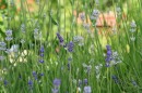 Lavendel - Lavendula angustifolia * 1214 x 810 * (335KB)